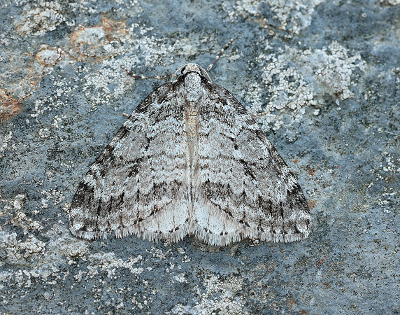 70.110 BF1798 Small Autumnal Moth Epirrita filigrammaria