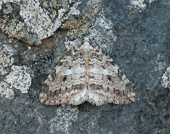 70.110 BF1798 Small Autumnal Moth Epirrita filigrammaria