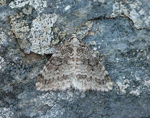 70.110 BF1798 Small Autumnal Moth Epirrita filigrammaria