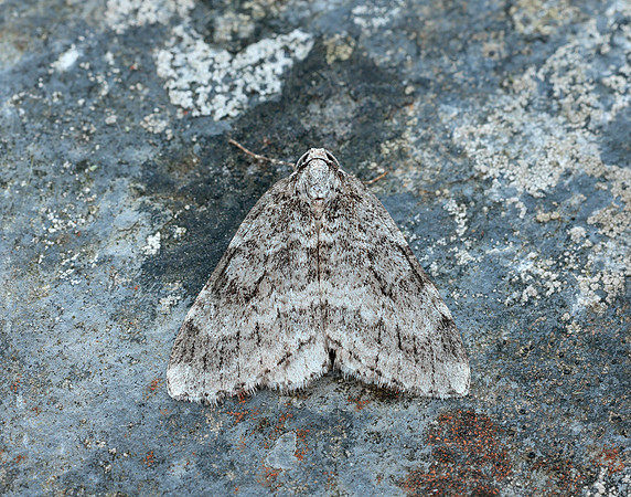 70.110 BF1798 Small Autumnal Moth Epirrita filigrammaria