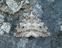 70.110 BF1798 Small Autumnal Moth Epirrita filigrammaria