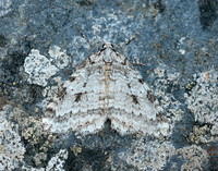 70.110 BF1798 Small Autumnal Moth Epirrita filigrammaria