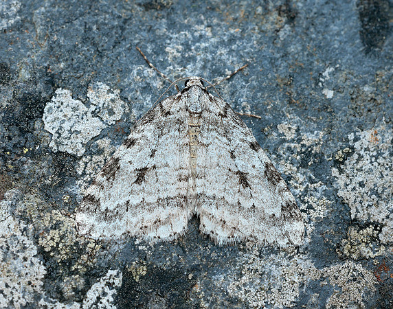 70.110 BF1798 Small Autumnal Moth Epirrita filigrammaria