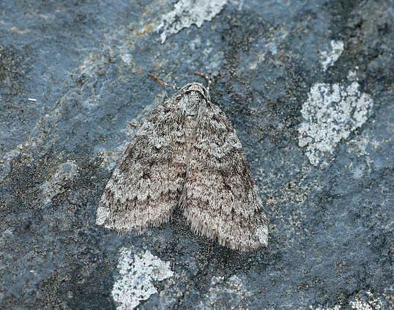 70.110 BF1798 Small Autumnal Moth Epirrita filigrammaria