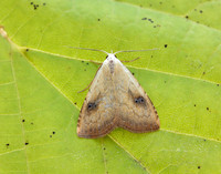72.002 BF2474 Straw Dot Rivula sericealis