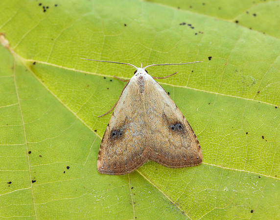 72.002 BF2474 Straw Dot Rivula sericealis