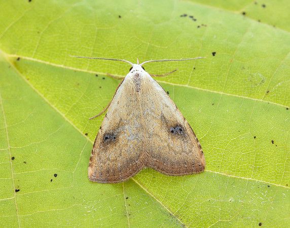 72.002 BF2474 Straw Dot Rivula sericealis