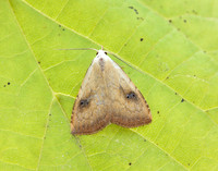 72.002 BF2474 Straw Dot Rivula sericealis
