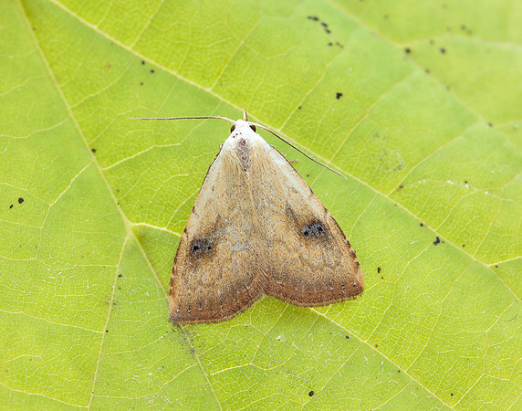 72.002 BF2474 Straw Dot Rivula sericealis