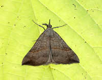 72.003 BF2477 Snout Hypena proboscidalis