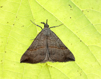 72.003 BF2477 Snout Hypena proboscidalis