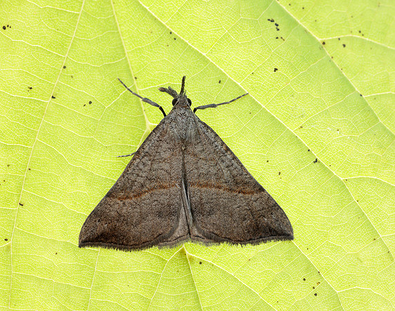 72.003 BF2477 Snout Hypena proboscidalis