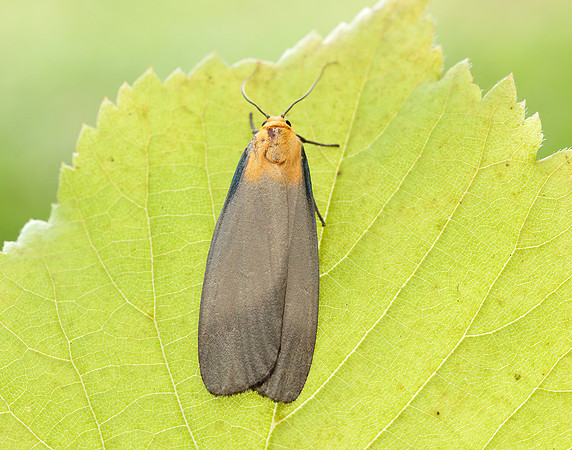 72.041 BF2051 Four-spotted Footman Lithosia quadra