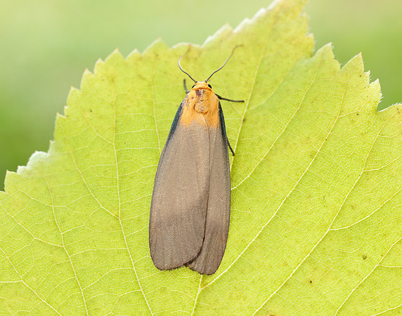 72.041 BF2051 Four-spotted Footman Lithosia quadra