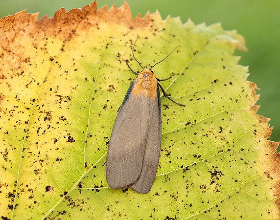 72.041 BF2051 Four-spotted Footman Lithosia quadra