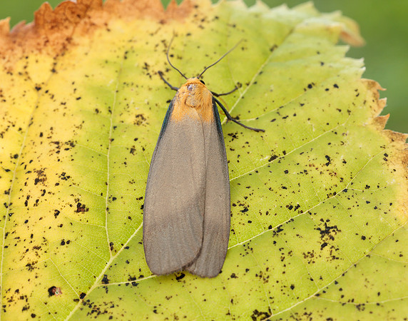 72.041 BF2051 Four-spotted Footman Lithosia quadra