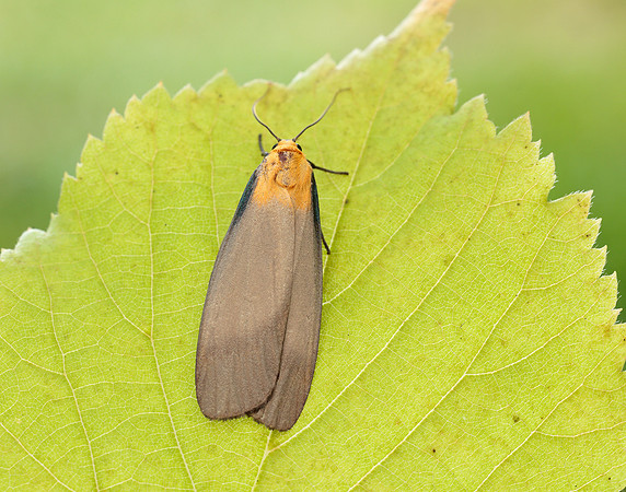 72.041 BF2051 Four-spotted Footman Lithosia quadra