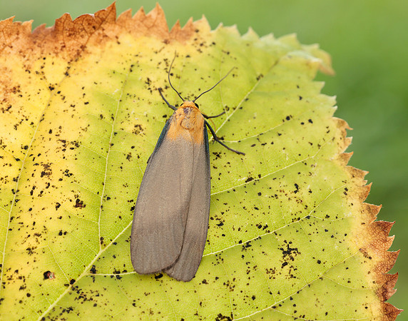 72.041 BF2051 Four-spotted Footman Lithosia quadra