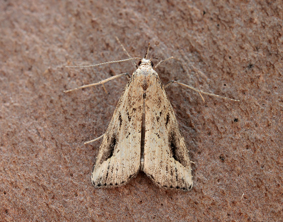 72.061 BF2484 Pinion-streaked Snout Schrankia costaestrigalis