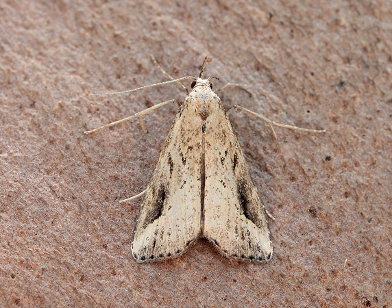 72.061 BF2484 Pinion-streaked Snout Schrankia costaestrigalis