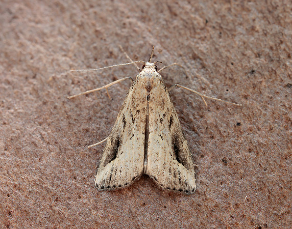 72.061 BF2484 Pinion-streaked Snout Schrankia costaestrigalis