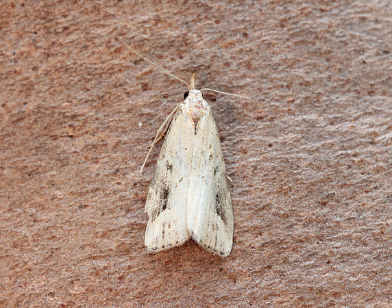 72.061 BF2484 Pinion-streaked Snout Schrankia costaestrigalis