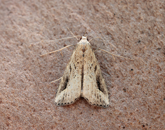 72.061 BF2484 Pinion-streaked Snout Schrankia costaestrigalis