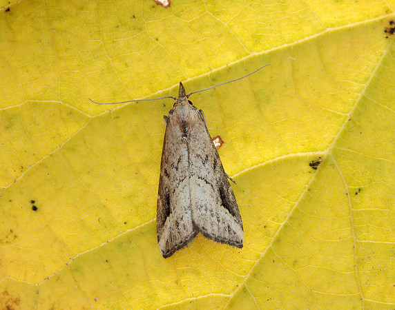 72.061 BF2484 Pinion-streaked Snout Schrankia costaestrigalis