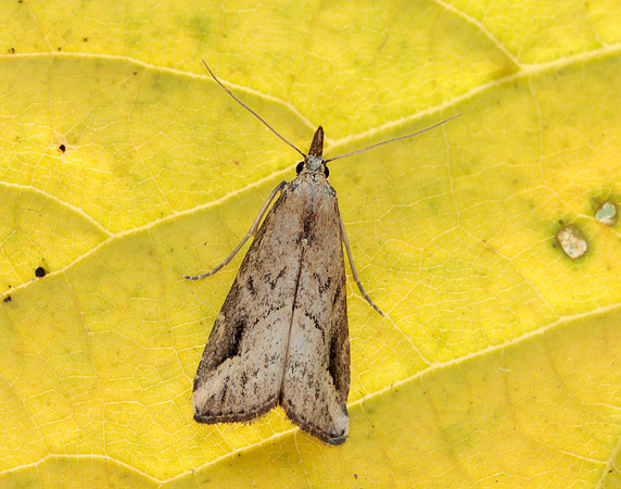 72.061 BF2484 Pinion-streaked Snout Schrankia costaestrigalis