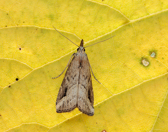72.061 BF2484 Pinion-streaked Snout Schrankia costaestrigalis