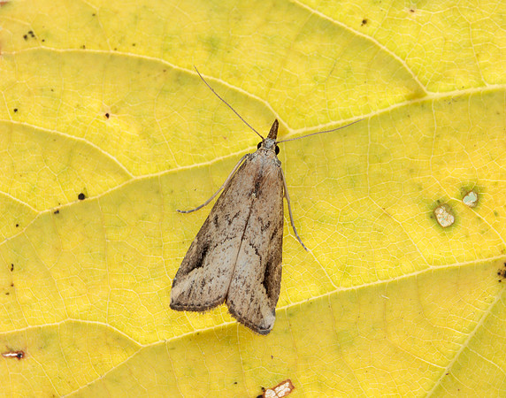 72.061 BF2484 Pinion-streaked Snout Schrankia costaestrigalis
