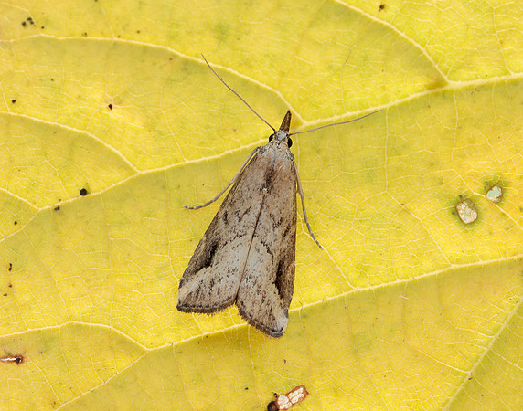 72.061 BF2484 Pinion-streaked Snout Schrankia costaestrigalis