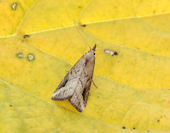 72.061 BF2484 Pinion-streaked Snout Schrankia costaestrigalis