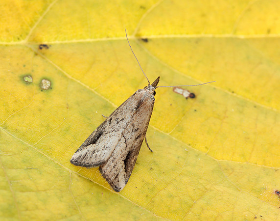 72.061 BF2484 Pinion-streaked Snout Schrankia costaestrigalis