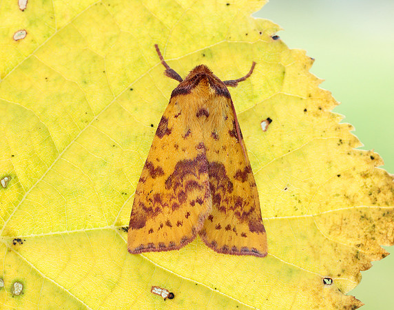 73.181 BF2273 Pink-barred Sallow Xanthia togata