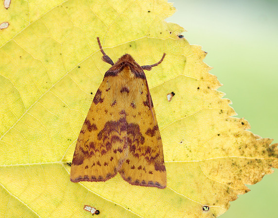 73.181 BF2273 Pink-barred Sallow Xanthia togata