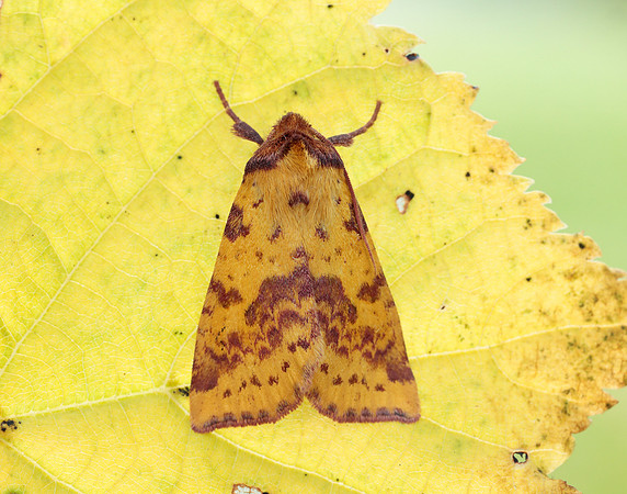 73.181 BF2273 Pink-barred Sallow Xanthia togata