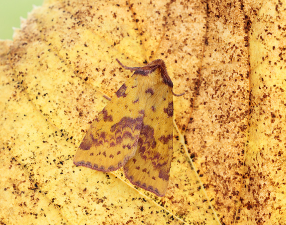 73.181 BF2273 Pink-barred Sallow Xanthia togata
