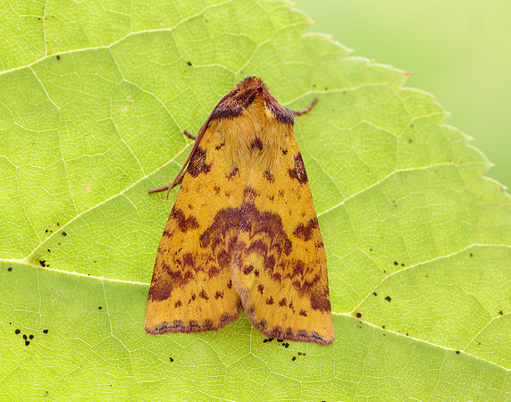73.181 BF2273 Pink-barred Sallow Xanthia togata