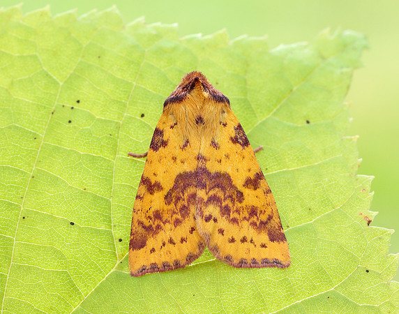 73.181 BF2273 Pink-barred Sallow Xanthia togata