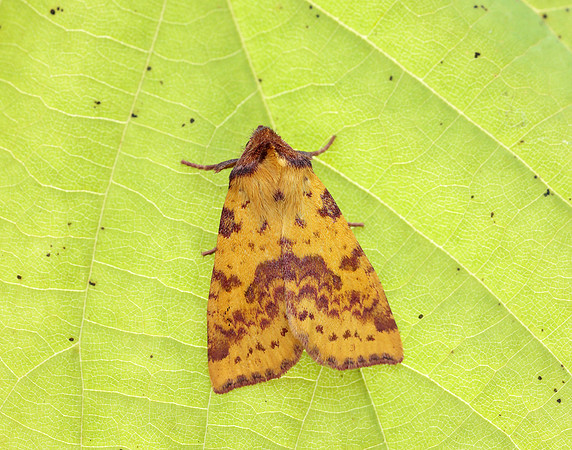 73.181 BF2273 Pink-barred Sallow Xanthia togata