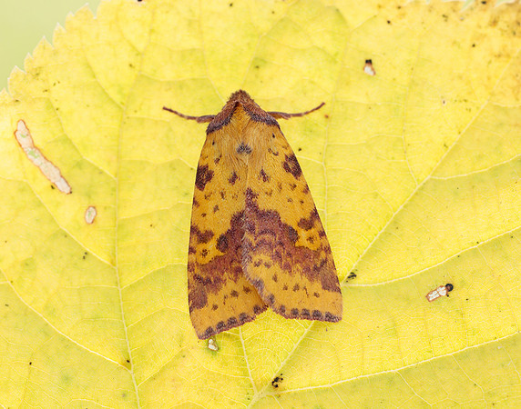 73.181 BF2273 Pink-barred Sallow Xanthia togata