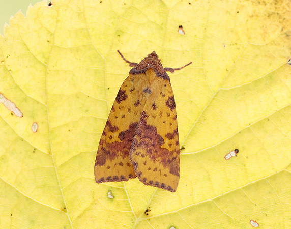 73.181 BF2273 Pink-barred Sallow Xanthia togata