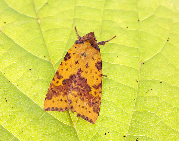 73.181 BF2273 Pink-barred Sallow Xanthia togata