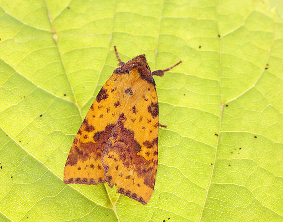 73.181 BF2273 Pink-barred Sallow Xanthia togata