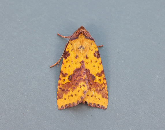 73.181 BF2273 Pink-barred Sallow Xanthia togata