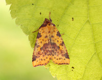 73.181 BF2273 Pink-barred Sallow Xanthia togata