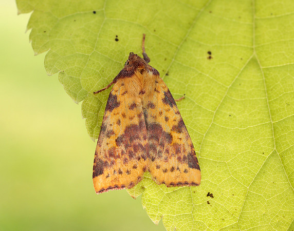 73.181 BF2273 Pink-barred Sallow Xanthia togata
