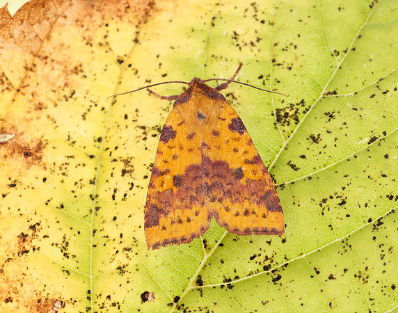 73.181 BF2273 Pink-barred Sallow Xanthia togata