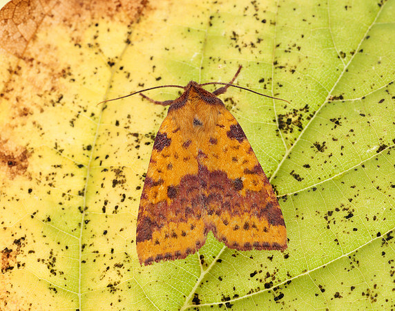 73.181 BF2273 Pink-barred Sallow Xanthia togata